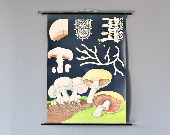 Wall Chart Of The Mushroom By Jung Koch Quentell