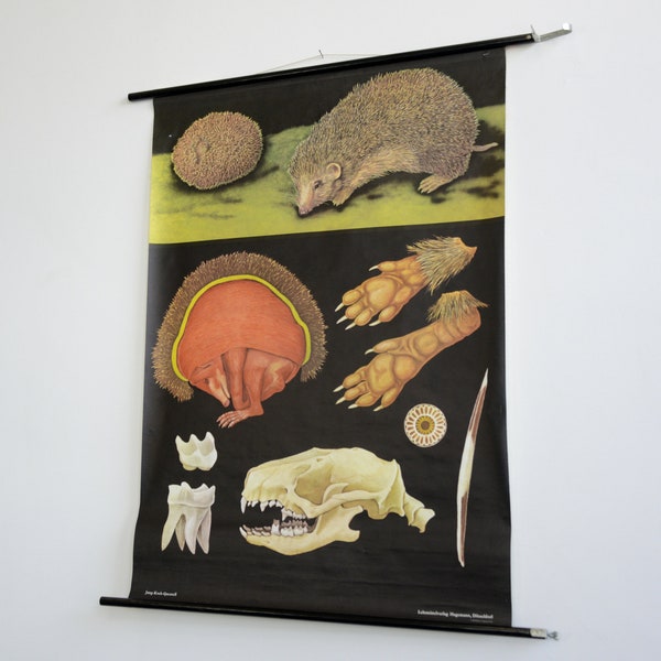 Wall Chart Of The Hedgehog By Jung Koch Quentell