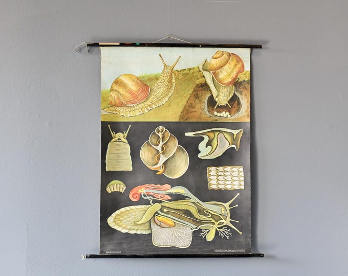 Educational Chart Of The Snail By Jung Koch Quentell Circa 1960s