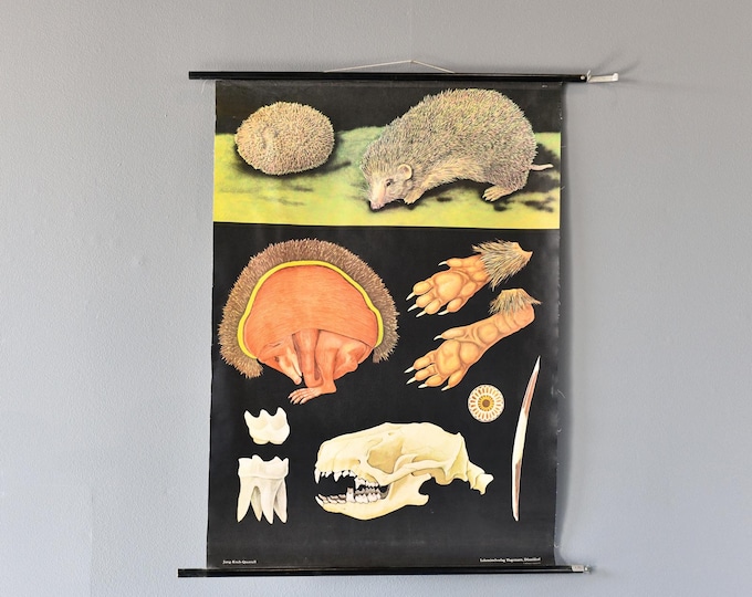 Wall Chart Of The Hedgehog By Jung Koch Quentell