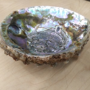 May include: A large iridescent abalone shell with a rough, textured exterior. The inside of the shell is smooth and has a beautiful, pearlescent sheen.