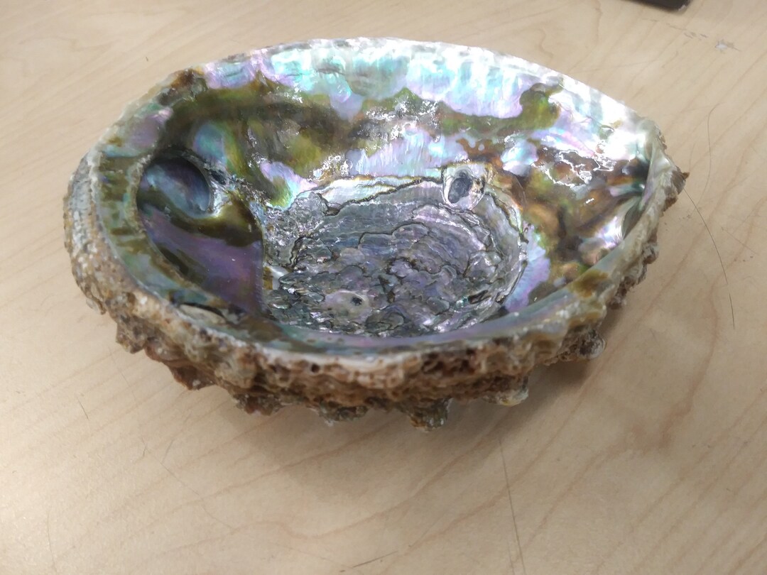 Genuine ABALONE SHELL - Etsy