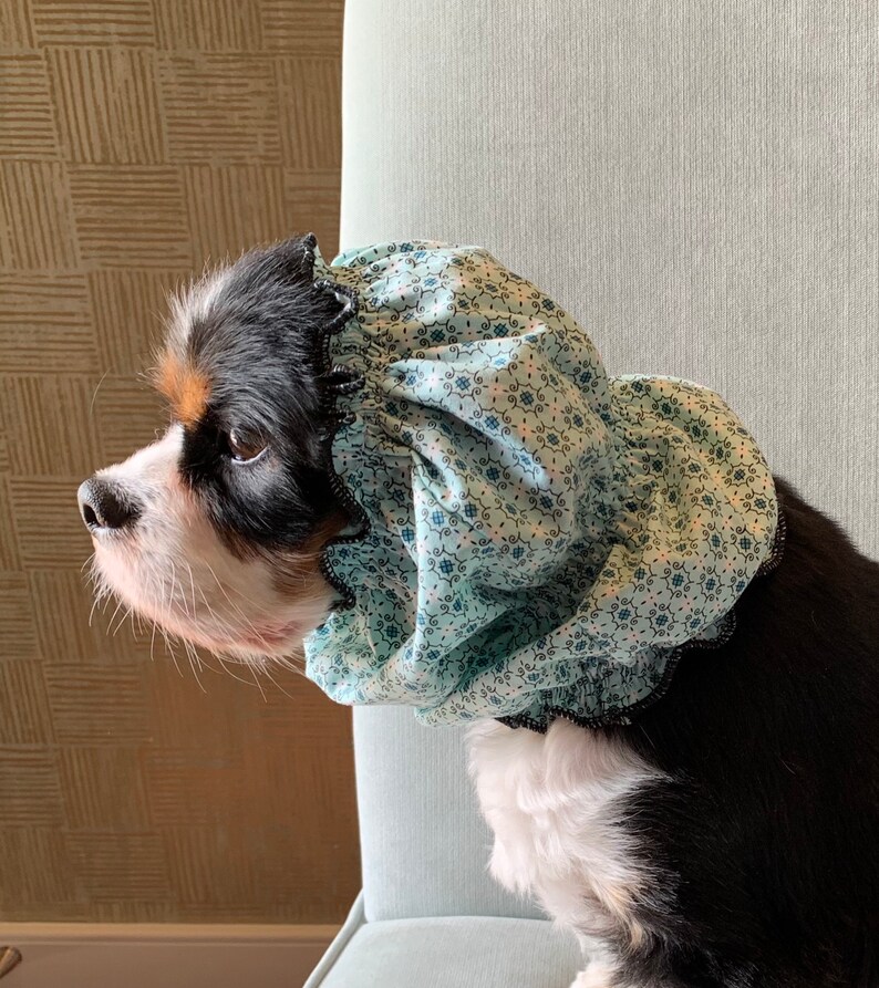 dog snood cavalier