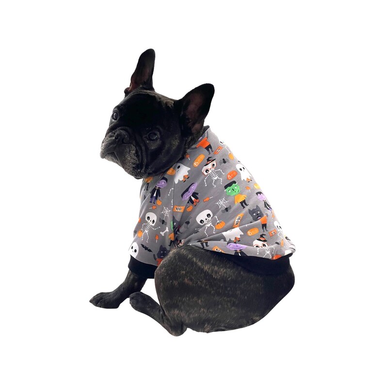 May include: A black French bulldog wearing a grey and black Halloween-themed dog sweater with a variety of spooky characters printed on it.