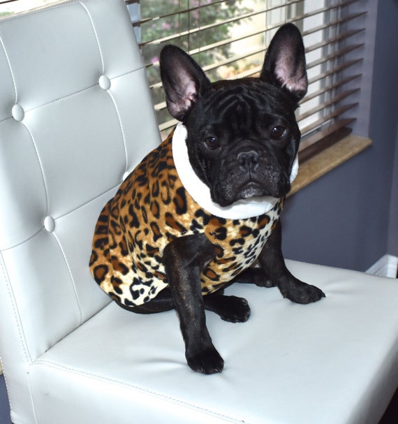 leopard french bulldog