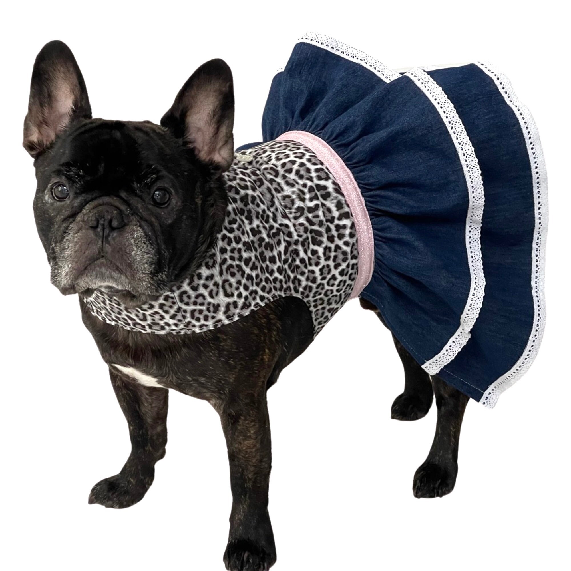 tortoise light at night