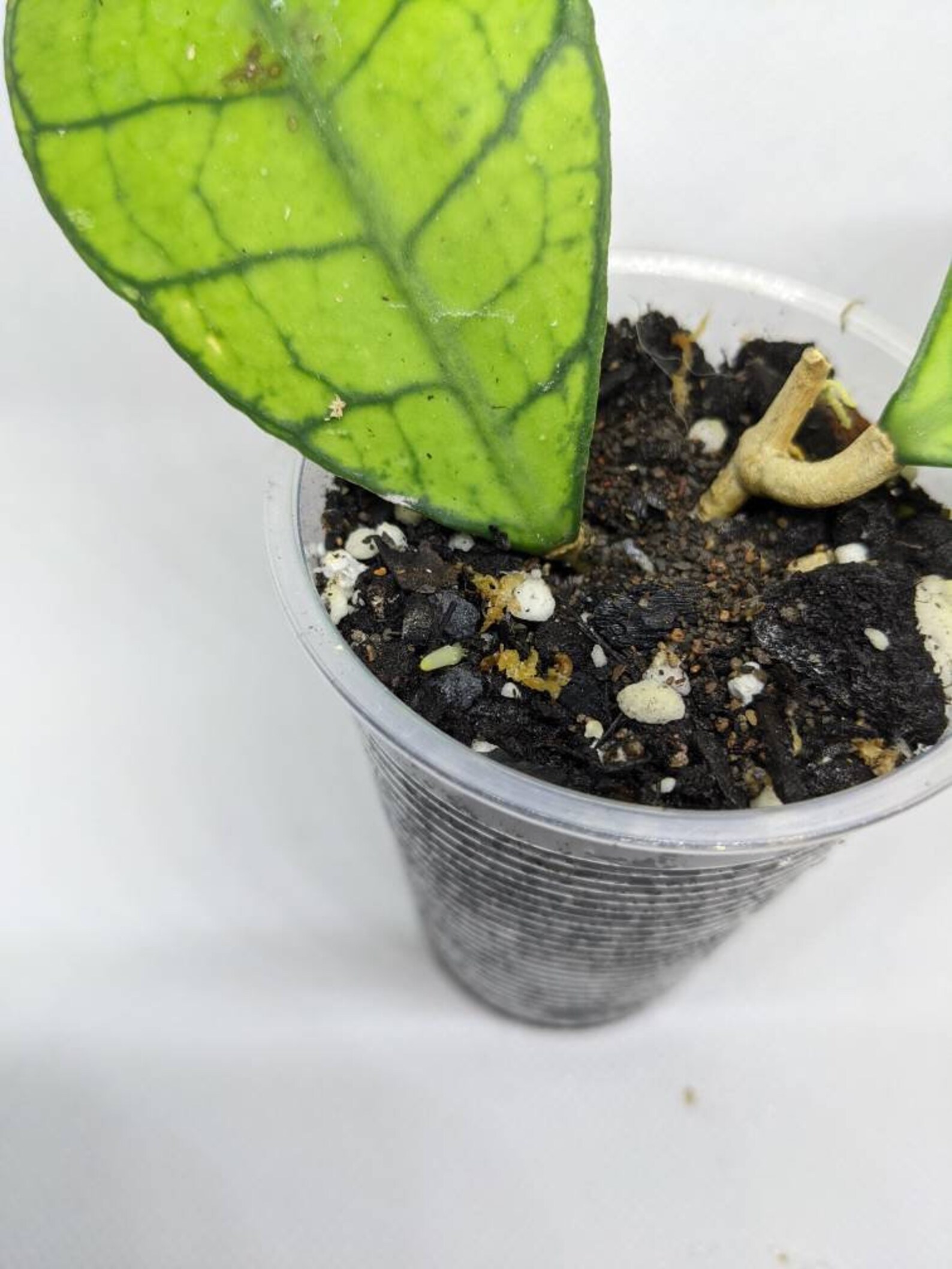 Rare Hoya Kalimantan. Wax plant with large veiny leaves