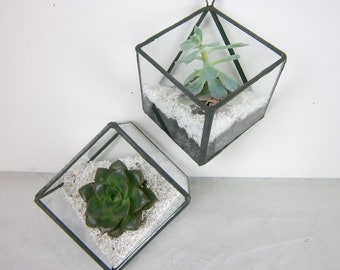 Glass cubic cactus or succulent vase - cactus wall display vase - clear glass wall vase - geometric cactus pot - for home or office