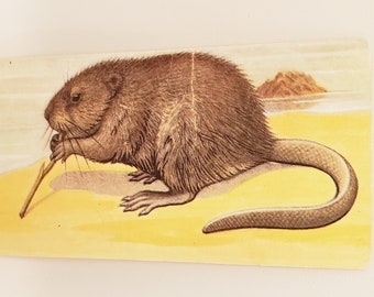 muskrat stuffed animal