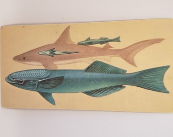Remora Etsy