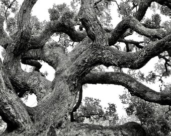 Print of "Branching Out" Black and White Photography, Oak Trees, Nature Photography