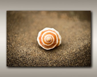 Salish Seashell Photo - 12"x18" Pacific Northwest Coastal Seashell at Low Tide From Vancouver Island, BC for Ocean Home and Coastal Decor