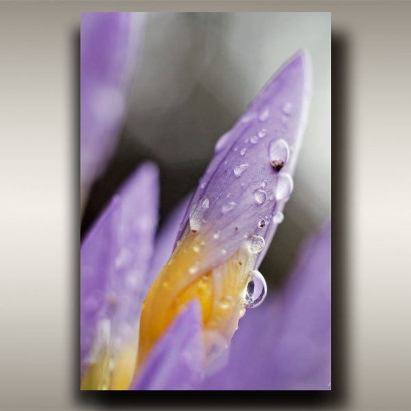 Rainy Coastal Flower Photo - 12"x18" Purple Floral Pacific Norhtwest Art Print from Vancouver Island, BC for Uplifting, Cheerful Rain Lover