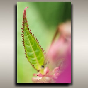 Pacific Northwest Plant Photo - 12&quot;x18&quot; Spikey Green Plant Leaf Print from Vancouver Island, BC for Tree Hugger and Plant Lover Home Decor