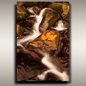 Autumn Leaves and Trees Photo - 12&quot;x18&quot; Long Exposure Pacific Northwest Forest in Fall Colors from Vancouver Island for Coastal Chic Wall