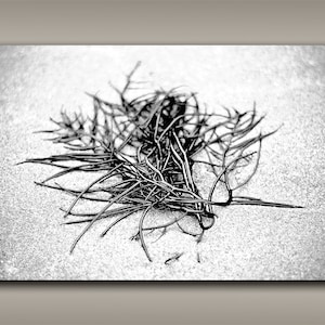 Vancouver Island Seaweed Prints - 12x18 Large Pacific Northwest Beach Photography for Nature Lovers Gift and Relaxing Coastal Home Art Decor