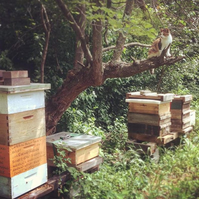 May include: A white and brown beehive with handwritten labels, a cat sitting on a tree branch, and another beehive in the background.
