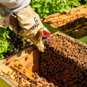 May include: A close-up view of a wooden beehive box filled with honeybees. A gloved hand uses a red tool to inspect the hive. The bees are brown and black, and the wooden box is light brown.