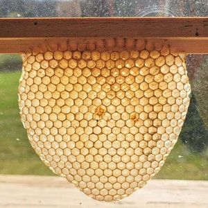 Let your teachers know they're the best Teacher Appreciation Gift Raw Honey and Beeswax Lip Balm Gift Bag image 7