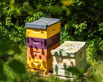 Solid Perfume - Queen Bee - Made With Beeswax - Etsy