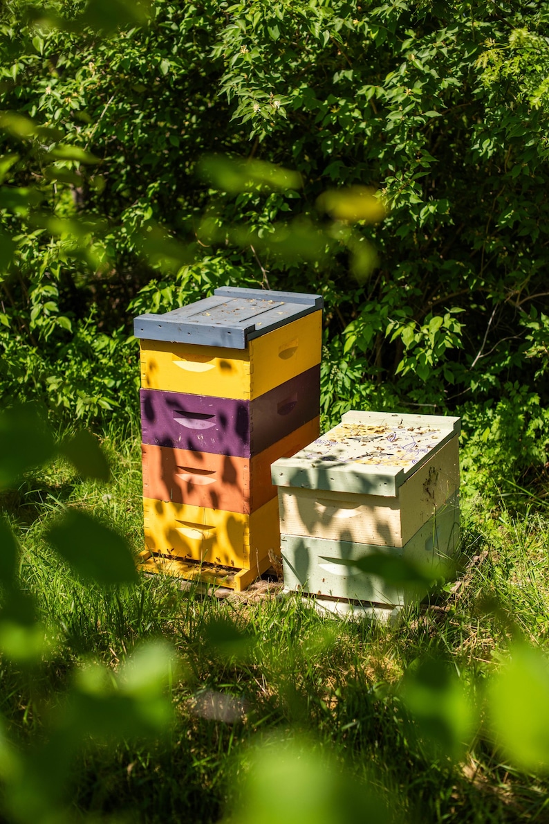 3 oz / Miel cremosa de limón y lavanda / Kansas City imagen 4