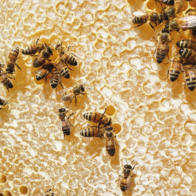 May include: A close-up of a honeycomb with many bees crawling on it. The honeycomb is a light yellow color and the bees are a dark brown color.