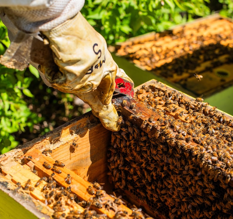 3 oz / Miel cremosa de limón y lavanda / Kansas City imagen 10