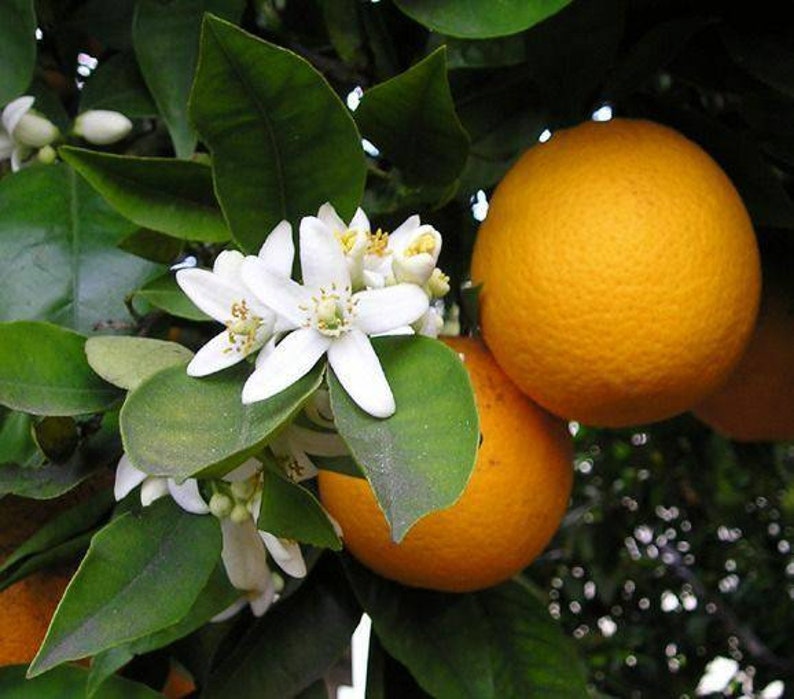 Orange Blossom Raw Honey and Beeswax Lip Balm image 4