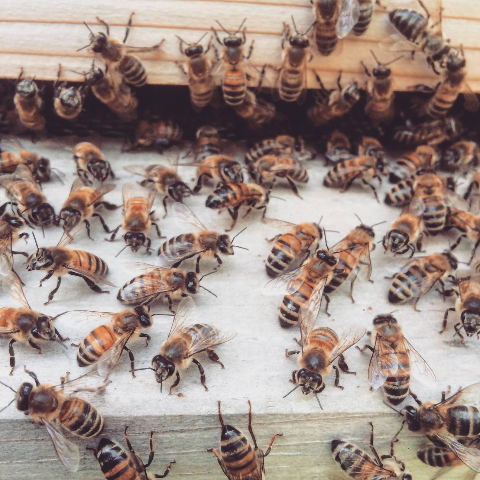 Black Walnut Honey Raw Honey and Beeswax Lip Balm Etsy