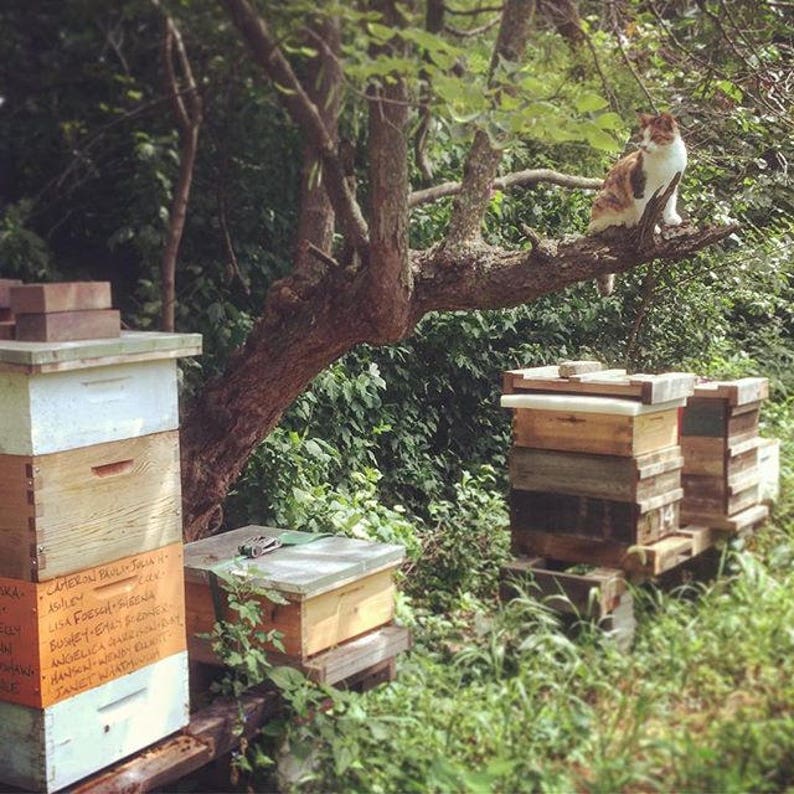 May include: A white and brown beehive with handwritten labels, a cat sitting on a tree branch, and another beehive in the background.