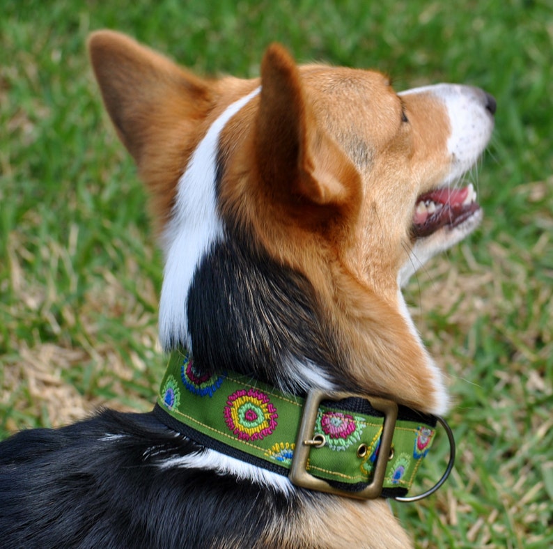 2 Inch Dog Collar With Buckle Closure for Special Occasions Etsy