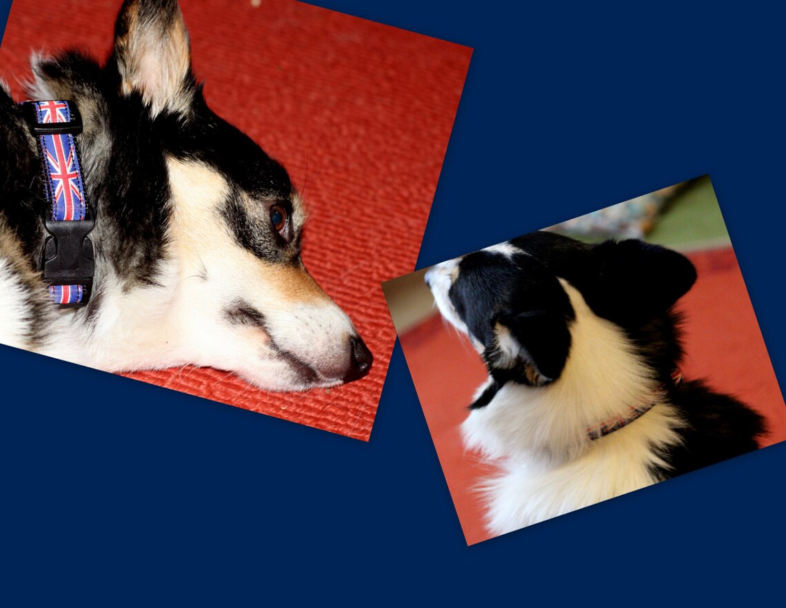 3/4 adjustable dog collars with British flag design on Etsy