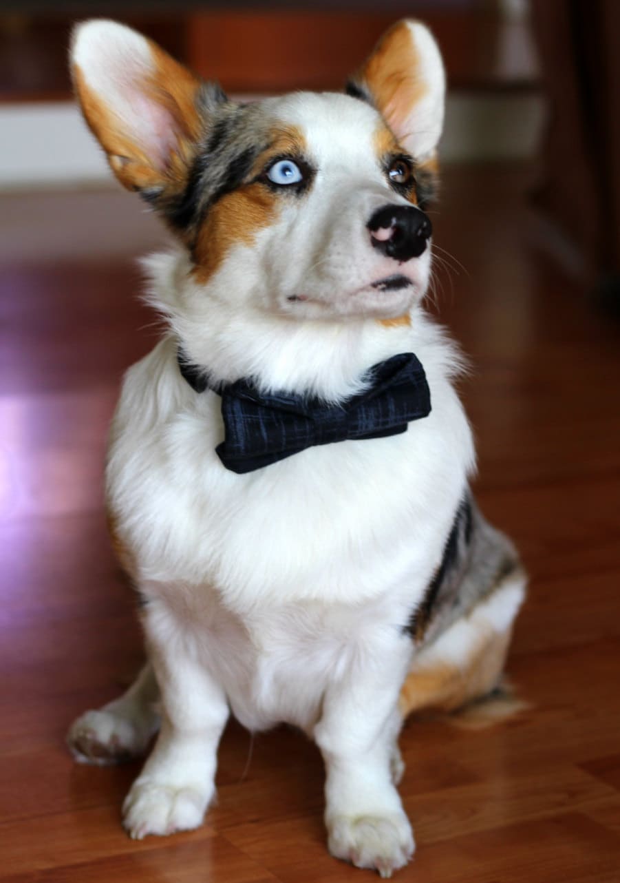 doggie bowties
