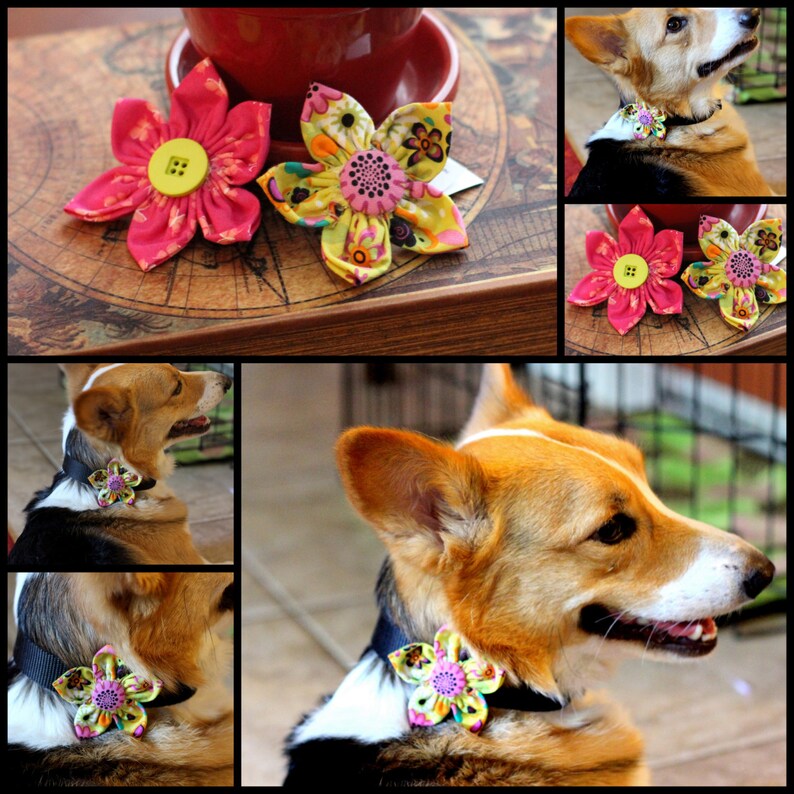Dog Collar Flowers Bright and Beautiful Designs Etsy