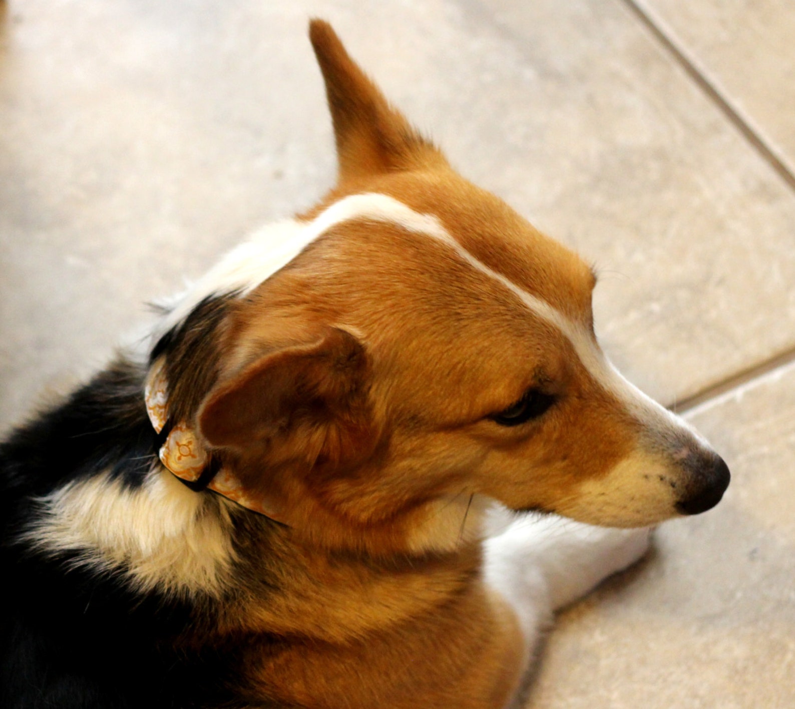 Adjustable yellow and white dog collar on Jacquard ribbon Etsy