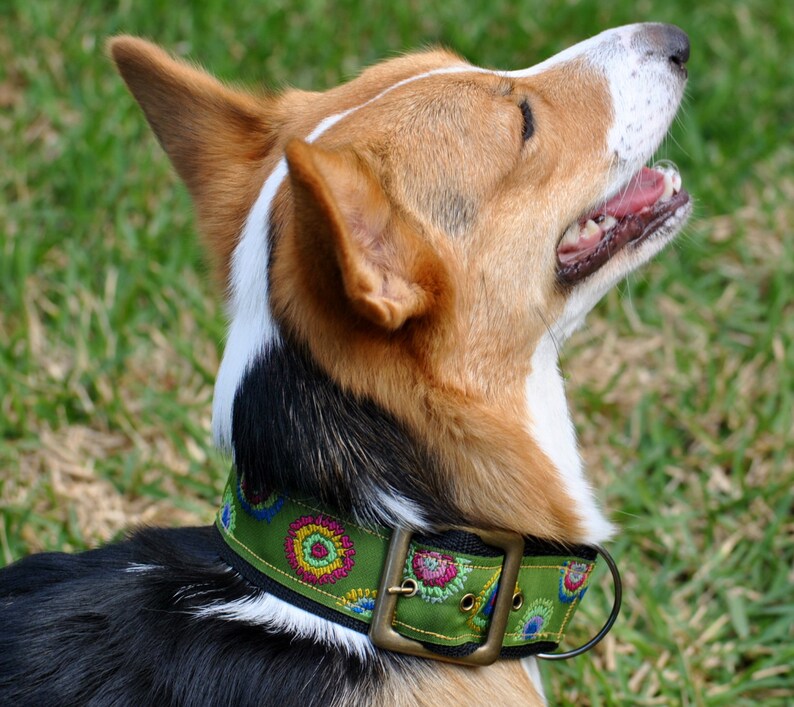 2 Inch Dog Collar With Buckle Closure for Special Occasions Etsy