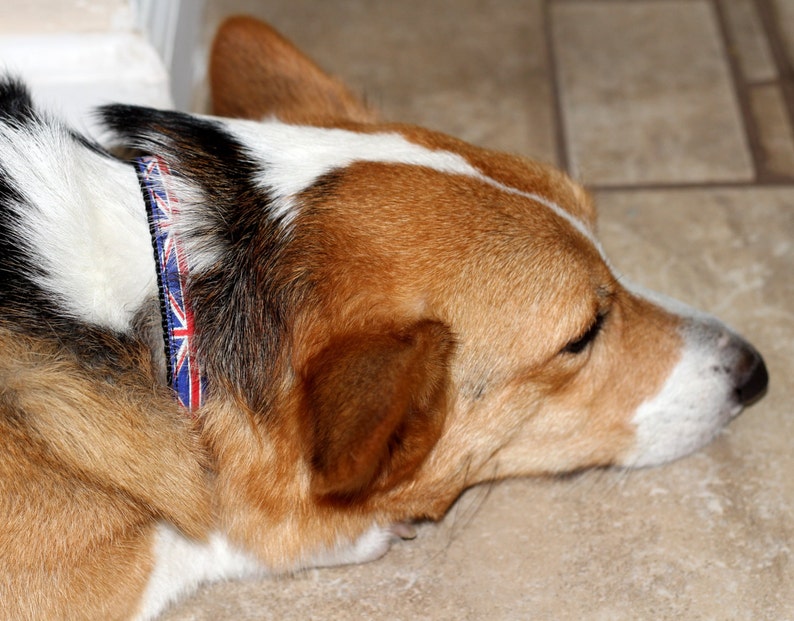 3/4 Adjustable Dog Collars With British Flag Design on Etsy