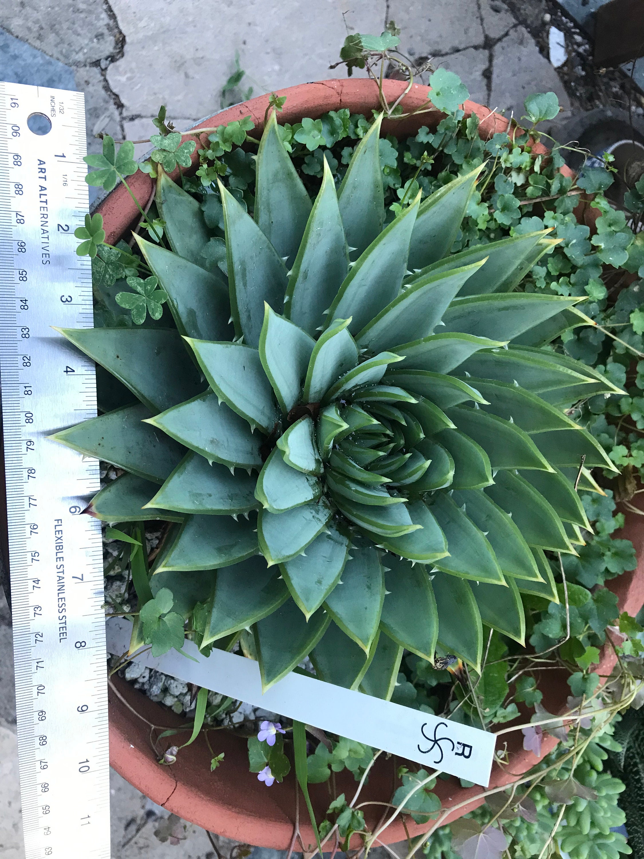 spiral aloe leave angles spiral aloe leave angles