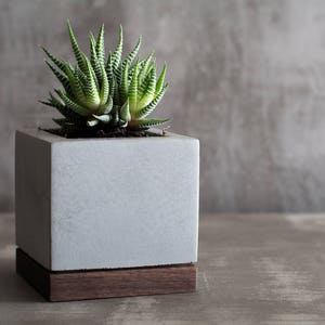 Beton und Nussbaumholz / Sukkulenten Übertopf