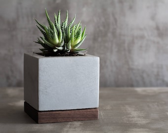 May include: A small succulent plant in a white concrete planter with a dark wood base. The planter is square and has a smooth, textured surface.
