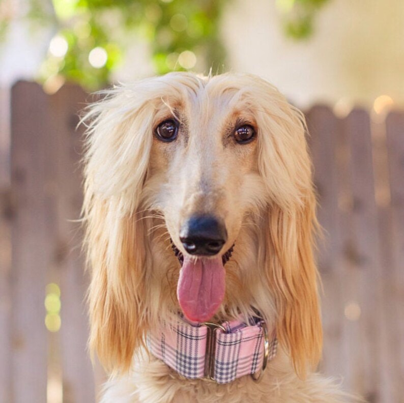 May include: A light brown Afghan Hound with long, flowing hair, wearing a pink and white plaid collar. The dog has its tongue sticking out and is looking directly at the camera.