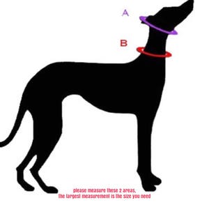 May include: Black silhouette of a dog with two areas marked for measurement. The text says "please measure these 2 areas, the largest measurement is the size you need".