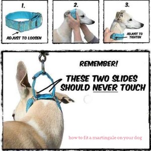 May include: A blue martingale dog collar with a patterned design. The image shows how to fit the collar on a dog. The text on the image says "Remember! These two slides should never touch." and "How to fit a martingale on your dog."