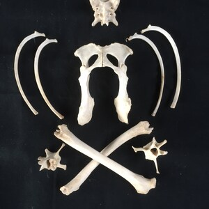 May include: An arrangement of animal bones against a black background. The bones are off-white and include ribs, vertebrae, and pelvic bones. Two long bones are crossed at the bottom, resembling a pirate flag.