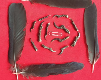 Twelve English Crow Claws or Talons with Feathers