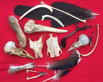 A unique collection of wild animal and bird bones, feathers, feet etc.
