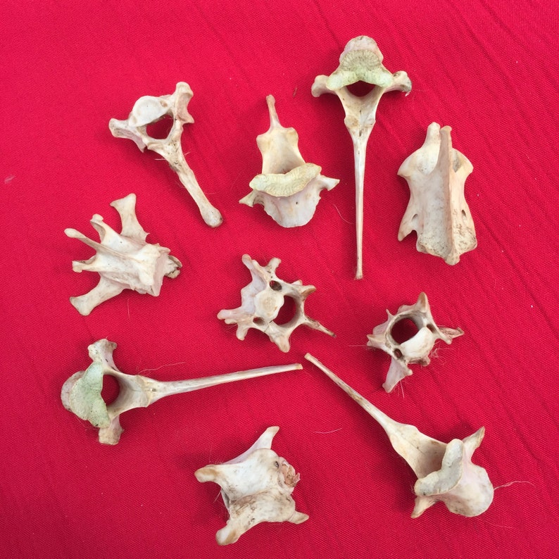 English Deer & Fox Vertebrae Bones: Jew…