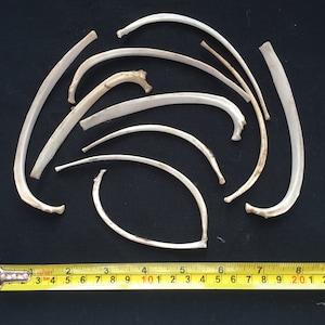 Ten curved rib bones from English fox and deer