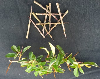 Ten English Hawthorn thorns with many esoteric uses.