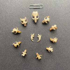 May include: A collection of 12 small, beige animal skulls arranged in a circle on a gray surface. A silver paperclip is placed above the circle of skulls.